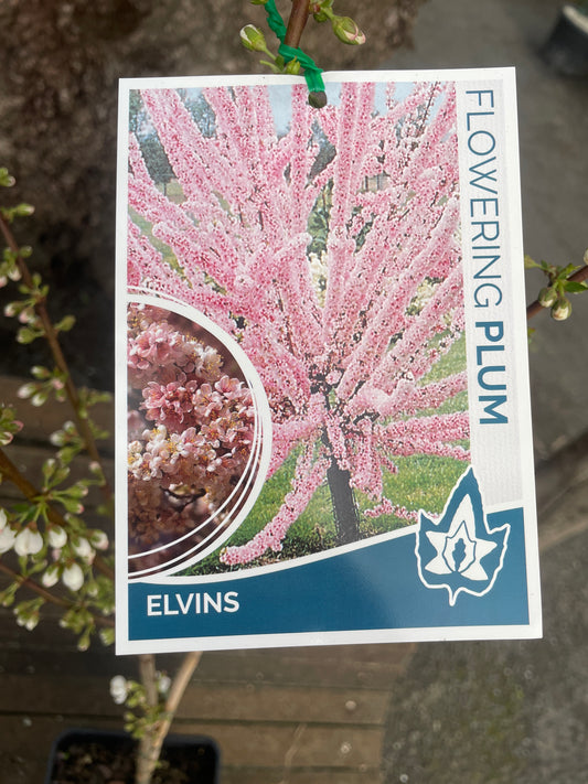 Prunus 'Elvins'