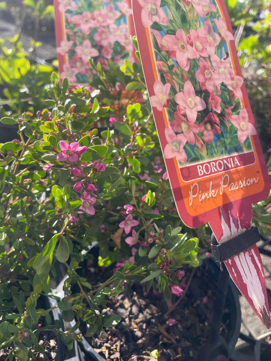Boronia 'Pink Passion'