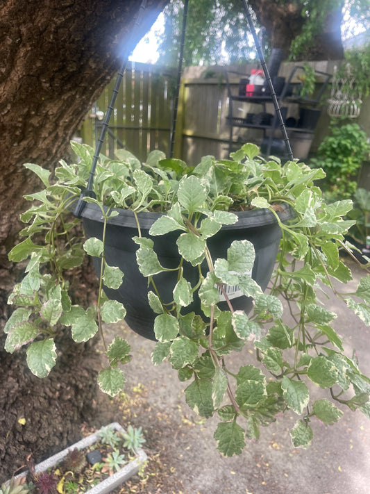 Ajuga reptans variegated