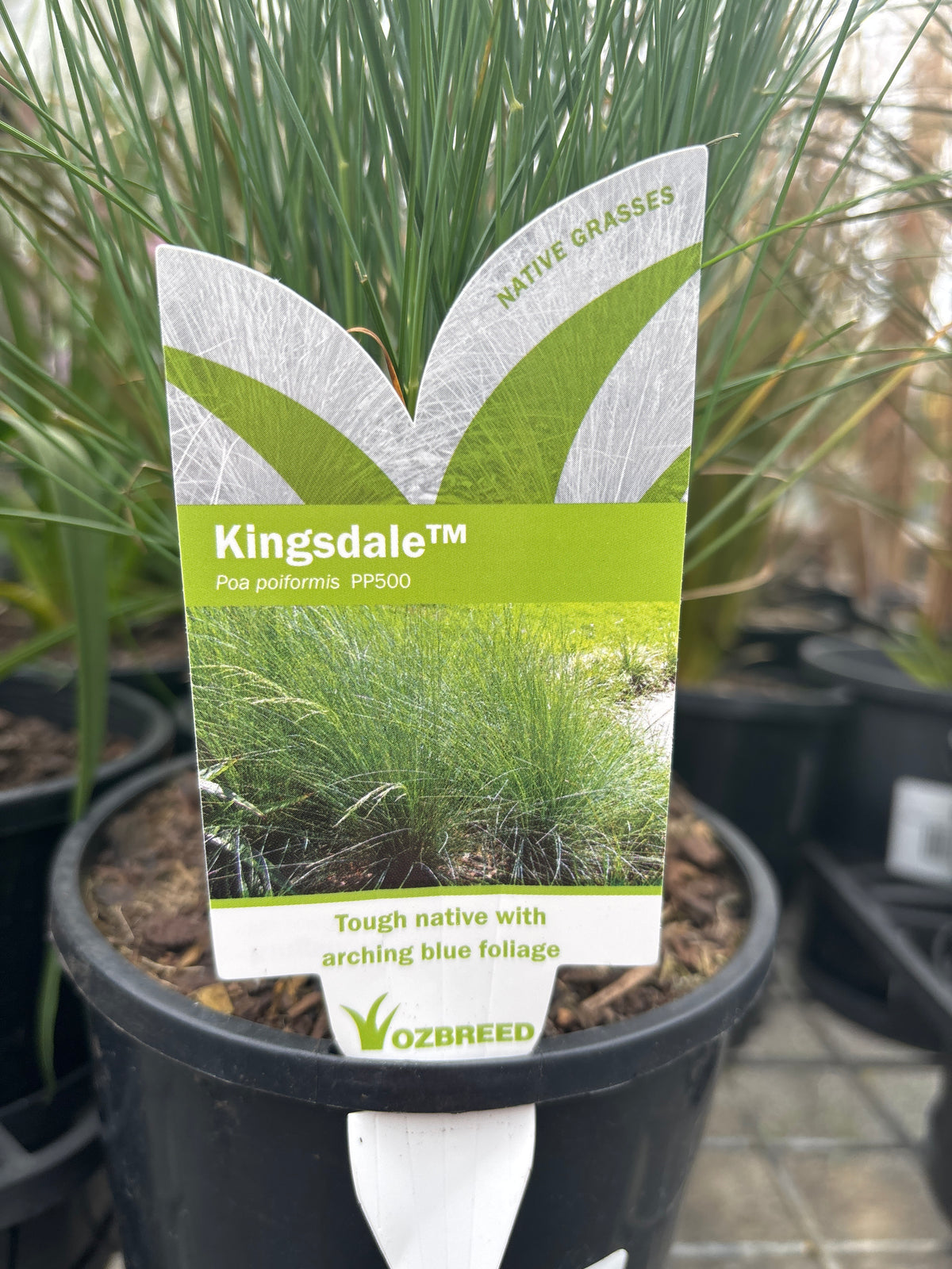 Poa poiformis ‘Kingsdale