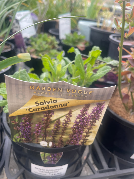 Salvia nemorosa 'Caradonna' - Meadow Sage