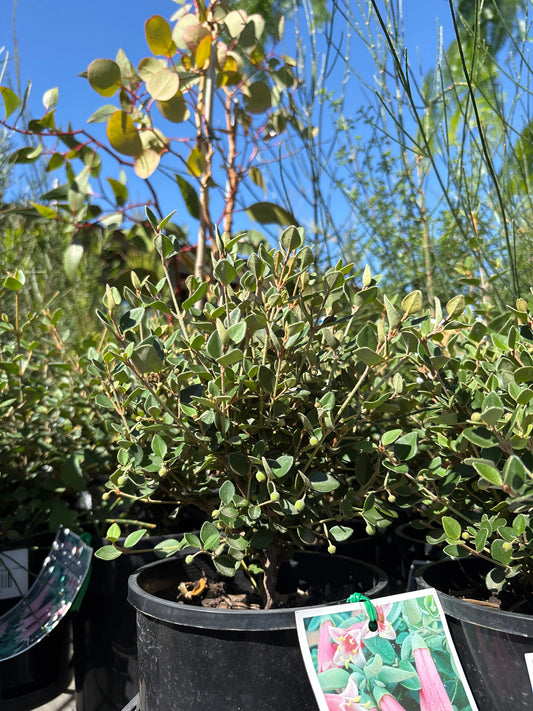 Correa pulchella 'Pink Mist'