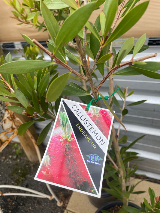Callistemon 'Endeavour' - Endeavour Bottlebrush
