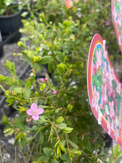 Boronia 'Pink Passion'