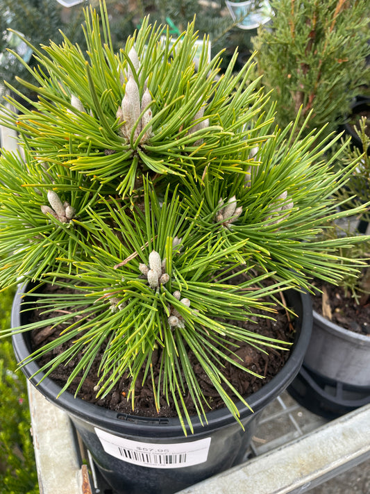 Pinus thunbergii 'Emery Dwarf' - Dwarf Japanese Black Pine