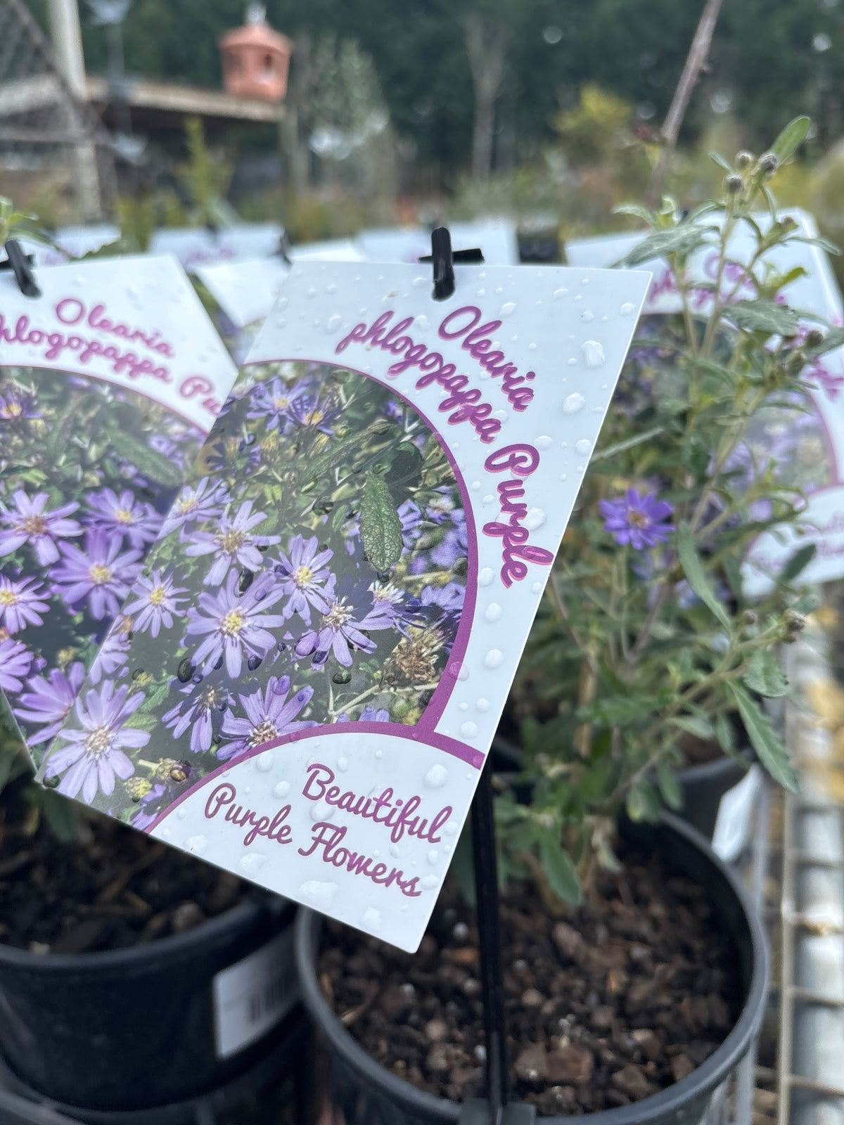 Olearia phlogopappa Purple Form - Dusty Daisy Bush