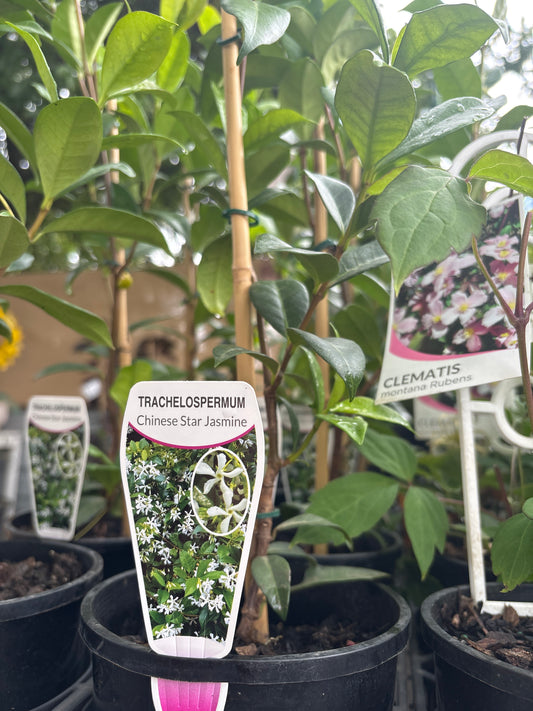 Trachelospermum jasminoides