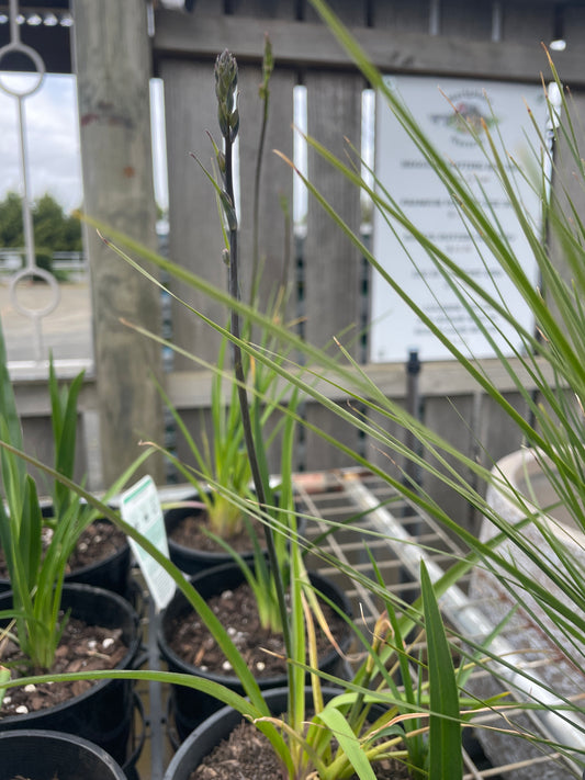 Arthropodium strictum