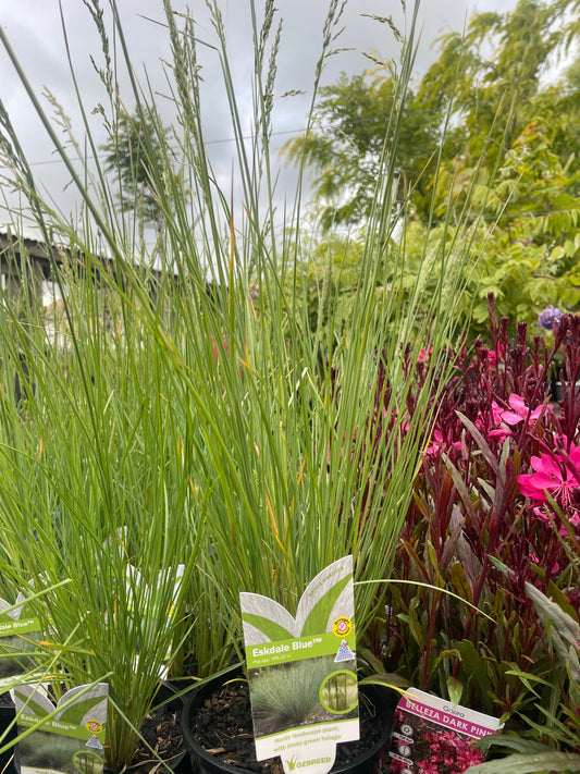 Poa spp. 'Eskdale Blue™'