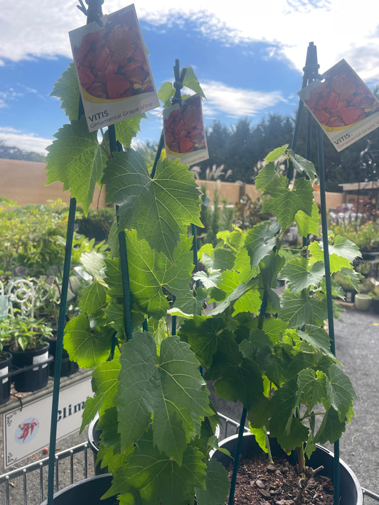 Vitis vinifera 'Ornamental Grape Vine' - Glory Vine