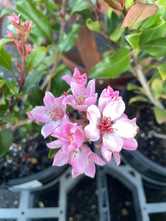 Rhaphiolepis indica 'Springtime'