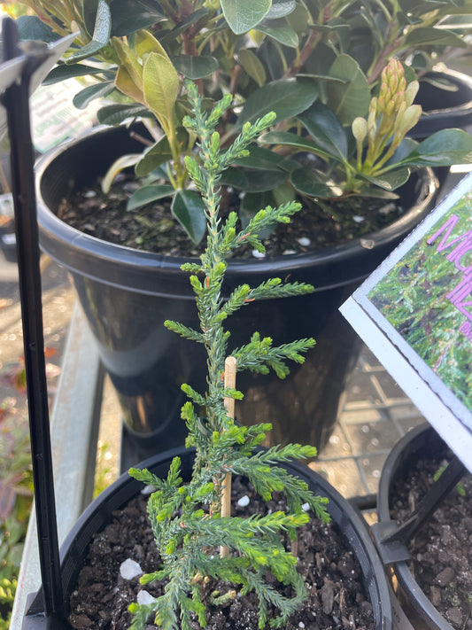 Microstrobos fitzgeraldii - Dwarf Mountain Pine