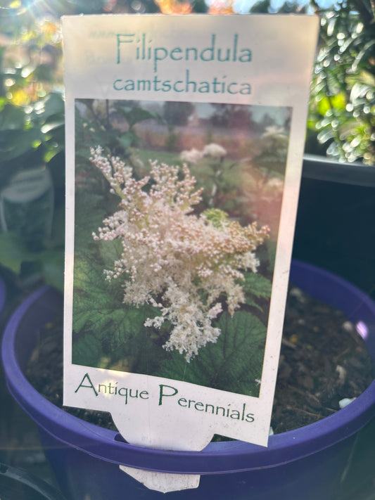 Filipendula camtschatica | Kamchatka Meadowsweet