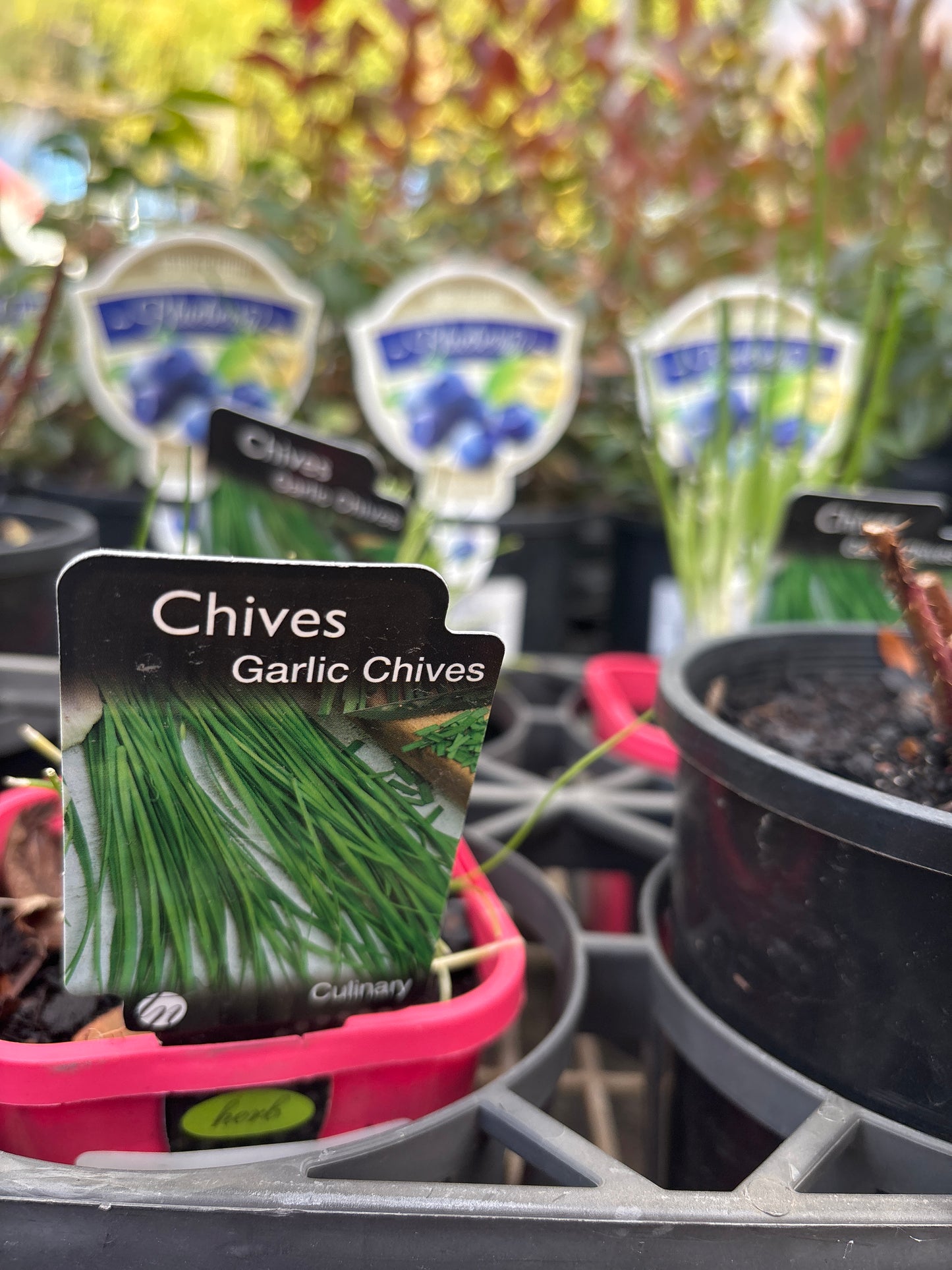 Allium tuberosum - Garlic Chives