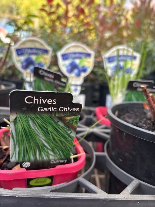 Allium tuberosum (Garlic Chives)