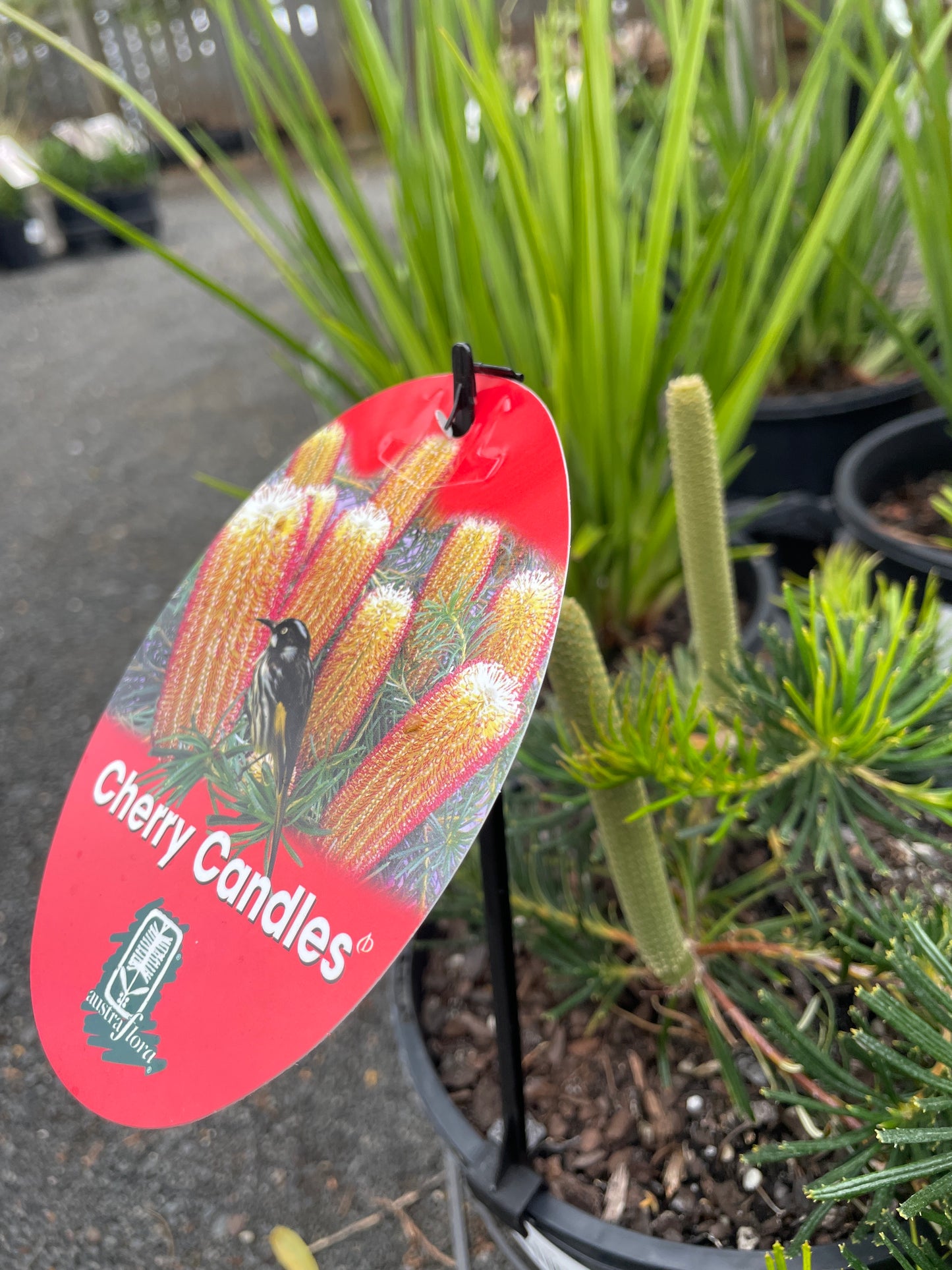 Banksia spinulosa 'Cherry Candles'