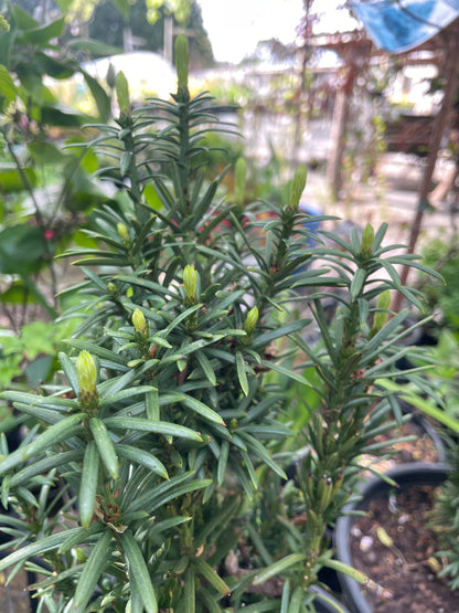 Cephalotaxus harringtonia - Japanese Plum Yew