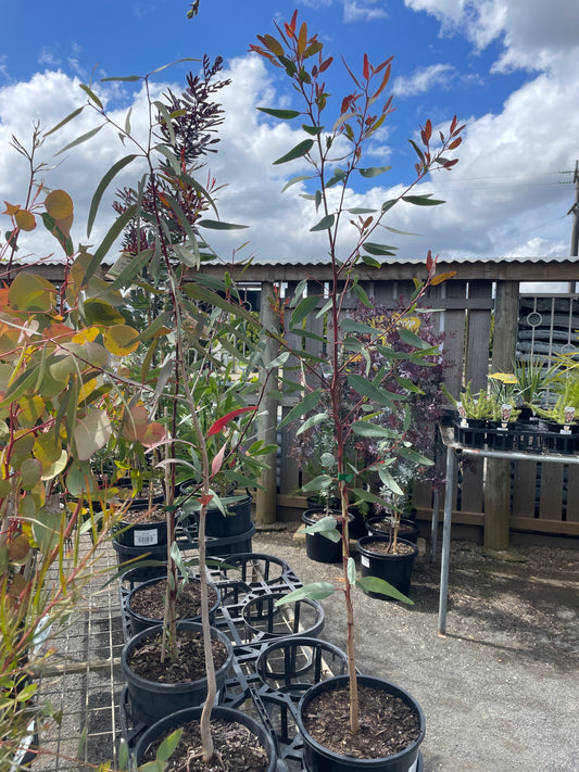 Eucalyptus camaldulensis - River Red Gum