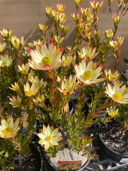 Leucadendron 'Sundance' - Golden Conebush