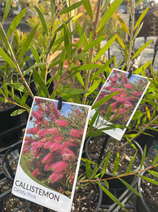 Callistemon 'Candy Pink' - Candy Pink Bottlebrush