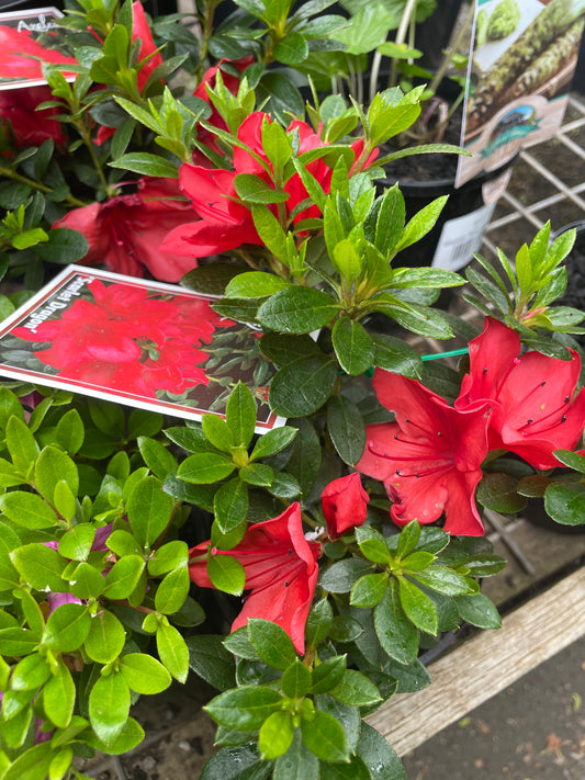 Azalea 'Scarlet Dragon'