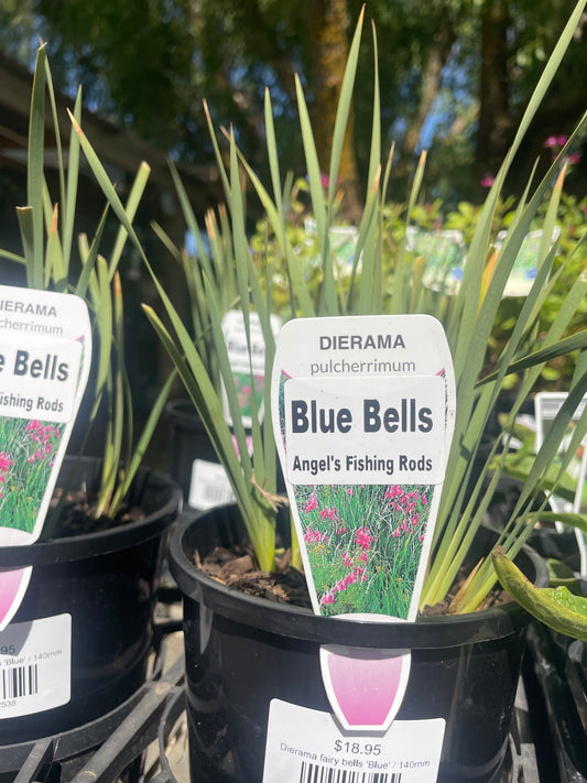 Dierama fairy bells 'Blue'