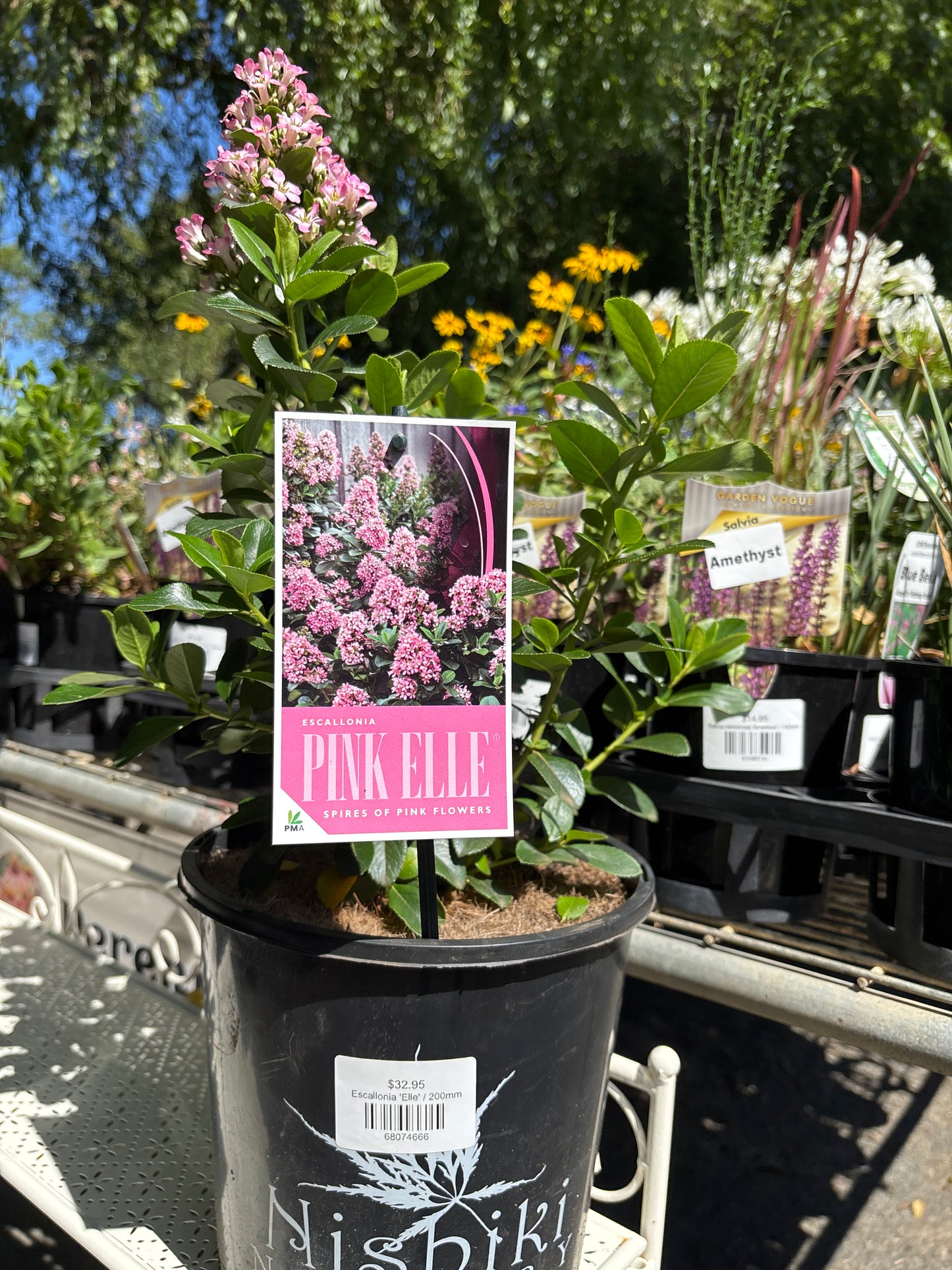 Escallonia 'Pink Elle'