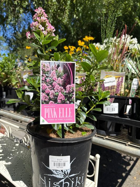 Escallonia 'Pink Elle'