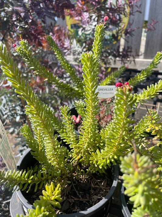 Grevillea lanigera 'Mt Tamboritha' - Woolly Grevillea