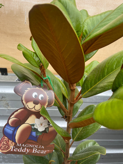 Magnolia grandiflora 'Teddy Bear'