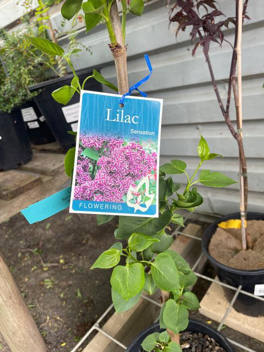 Syringa vulgaris 'Sensation' 250mm