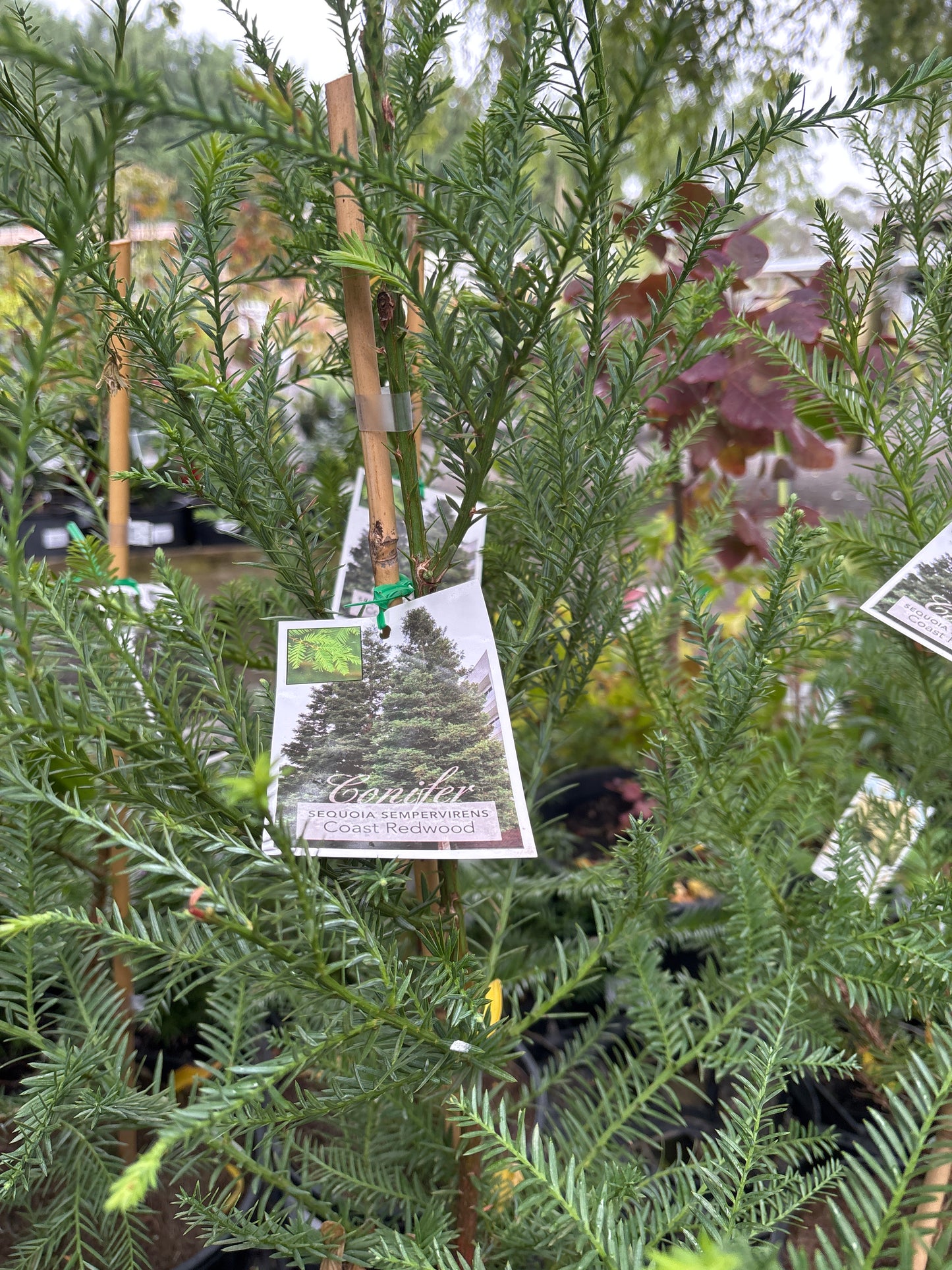 Sequoia sempervirens - Coast Redwood