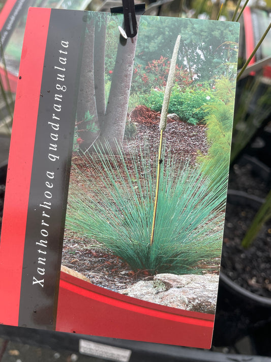 Xanthorrhoea quadrangulata - Square-stemmed Grass Tree (seedlings)