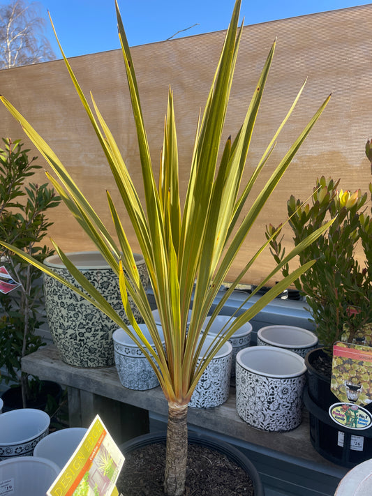 Cordyline 'Fantasy'