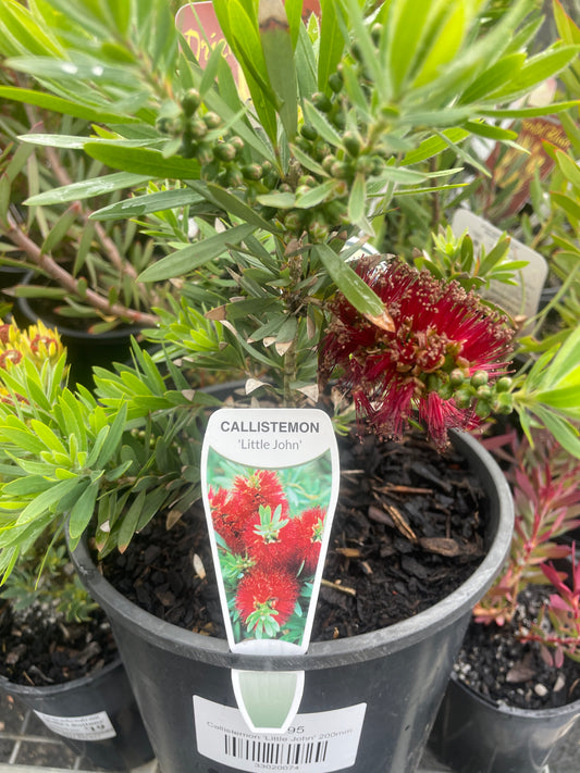 Callistemon 'Little John'