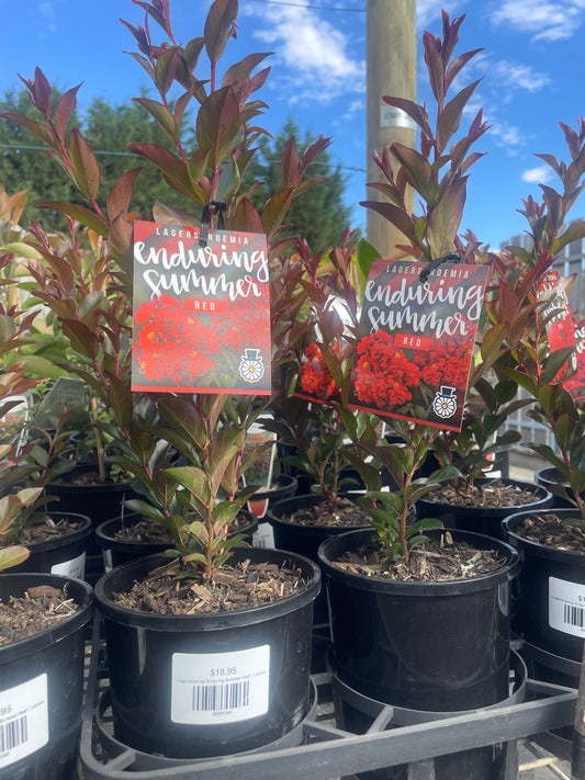 Lagerstroemia 'Enduring Summer Red'