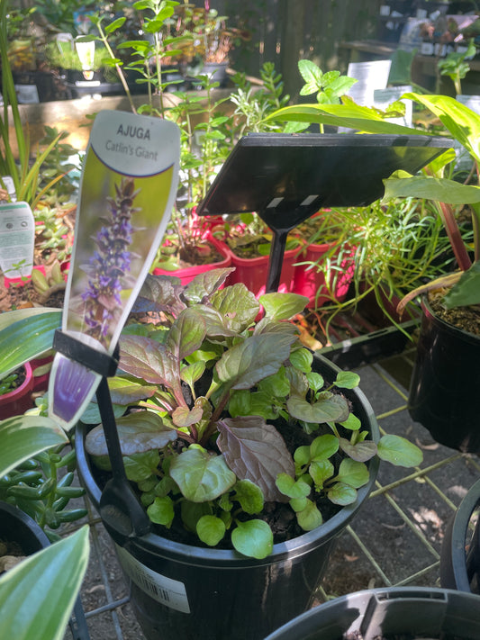 Ajuga reptans 'Catlin's Giant'