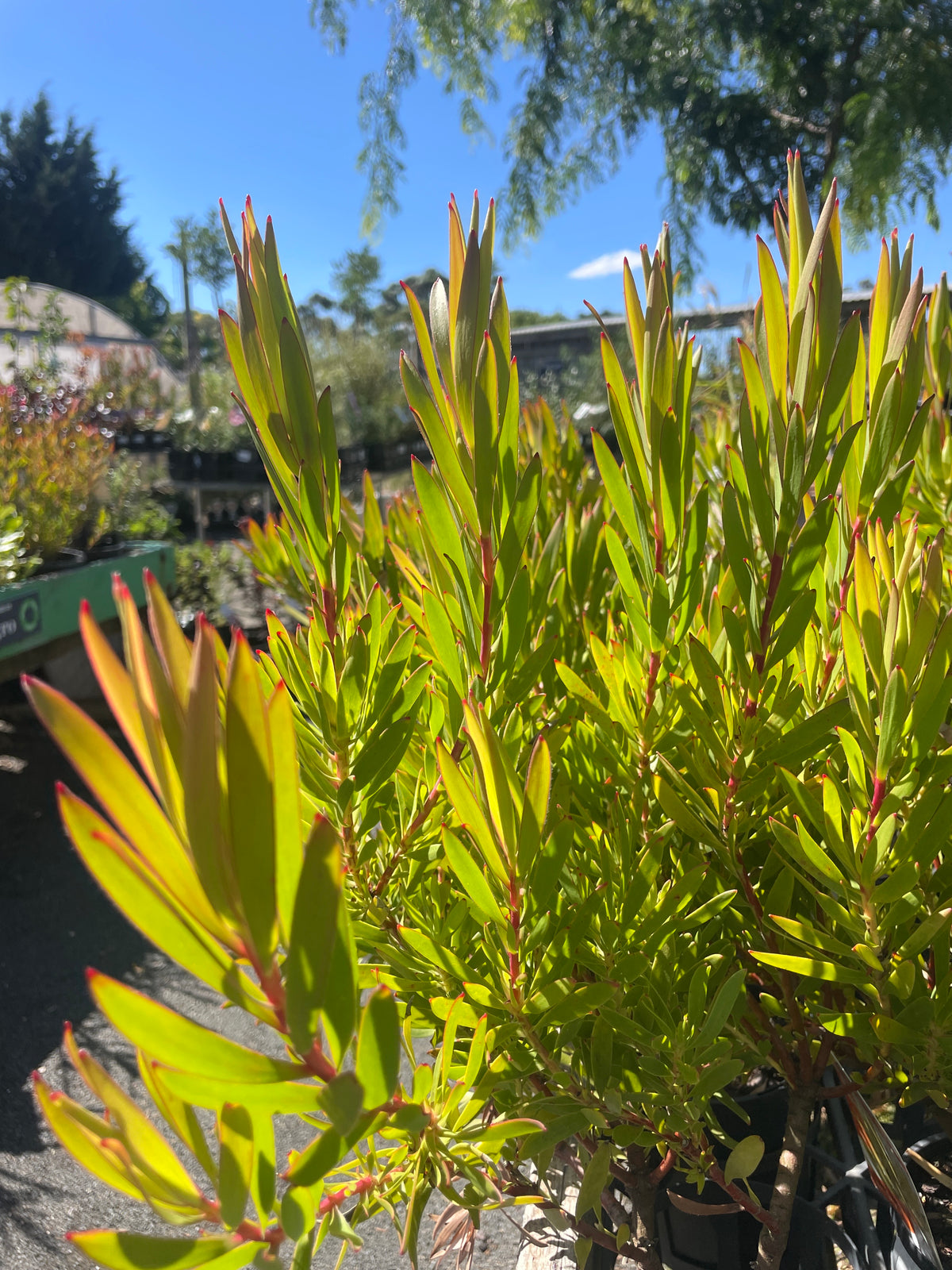 Leucadendron 'Inca Gold'