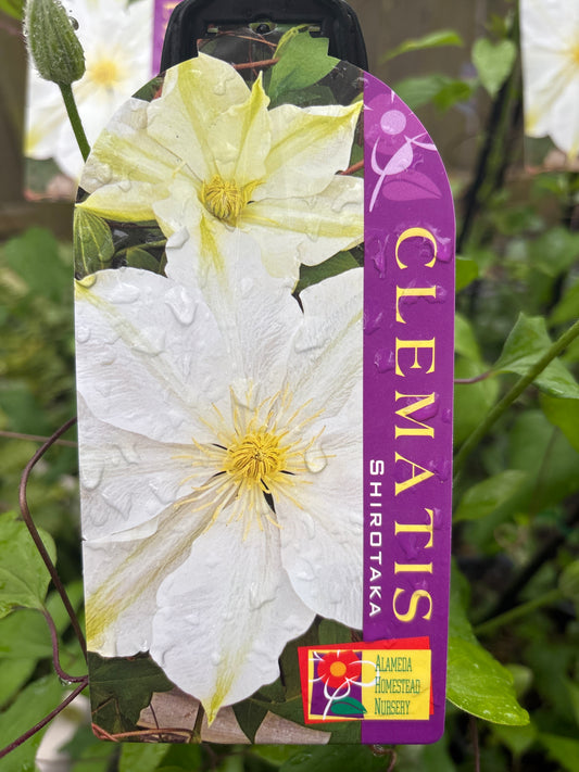 Clematis 'Shirotaka' - Creamy White Clematis Climber