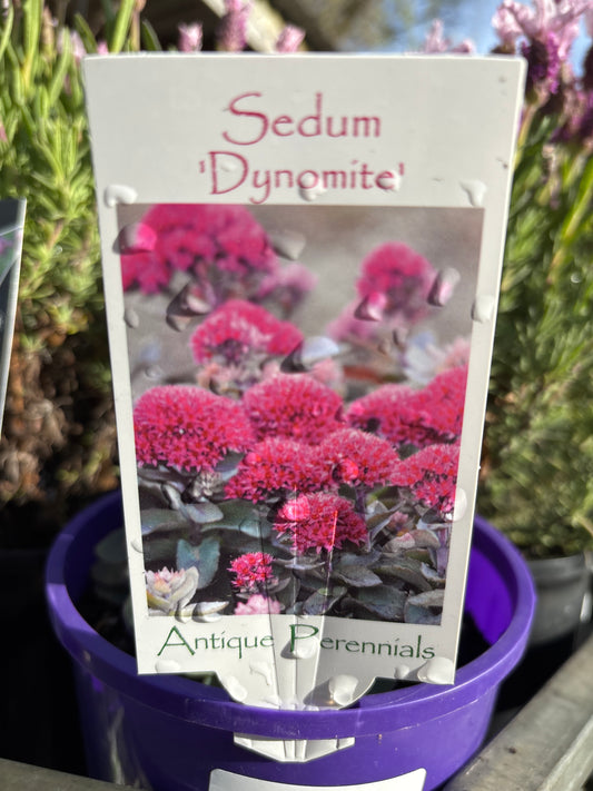 Sedum ‘Dynamite’ | Dynamite Stonecrop