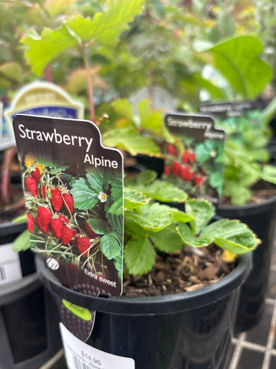 Alpine strawberries .. small but soooo sweet