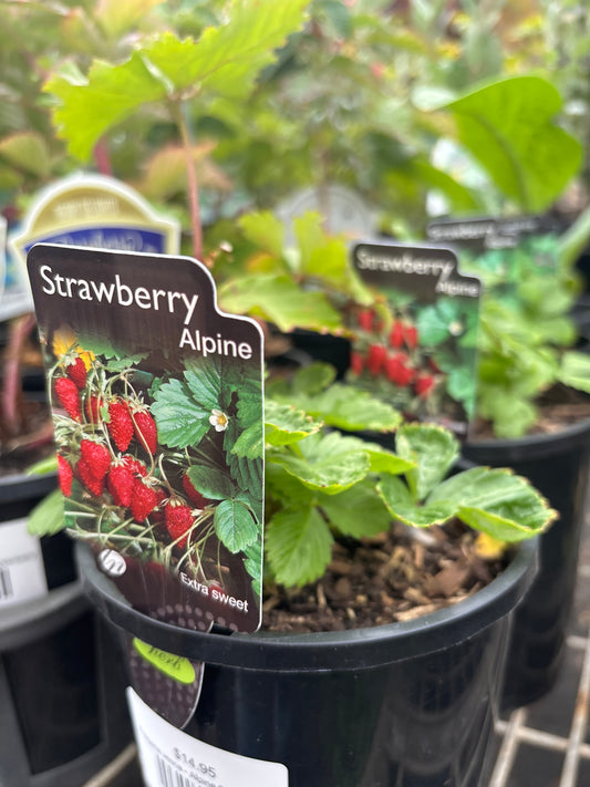 Fragaria vesca - Alpine Strawberries