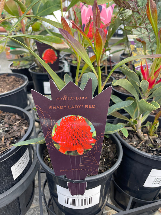 Telopea speciosissima 'Shady Lady Red' - Waratah