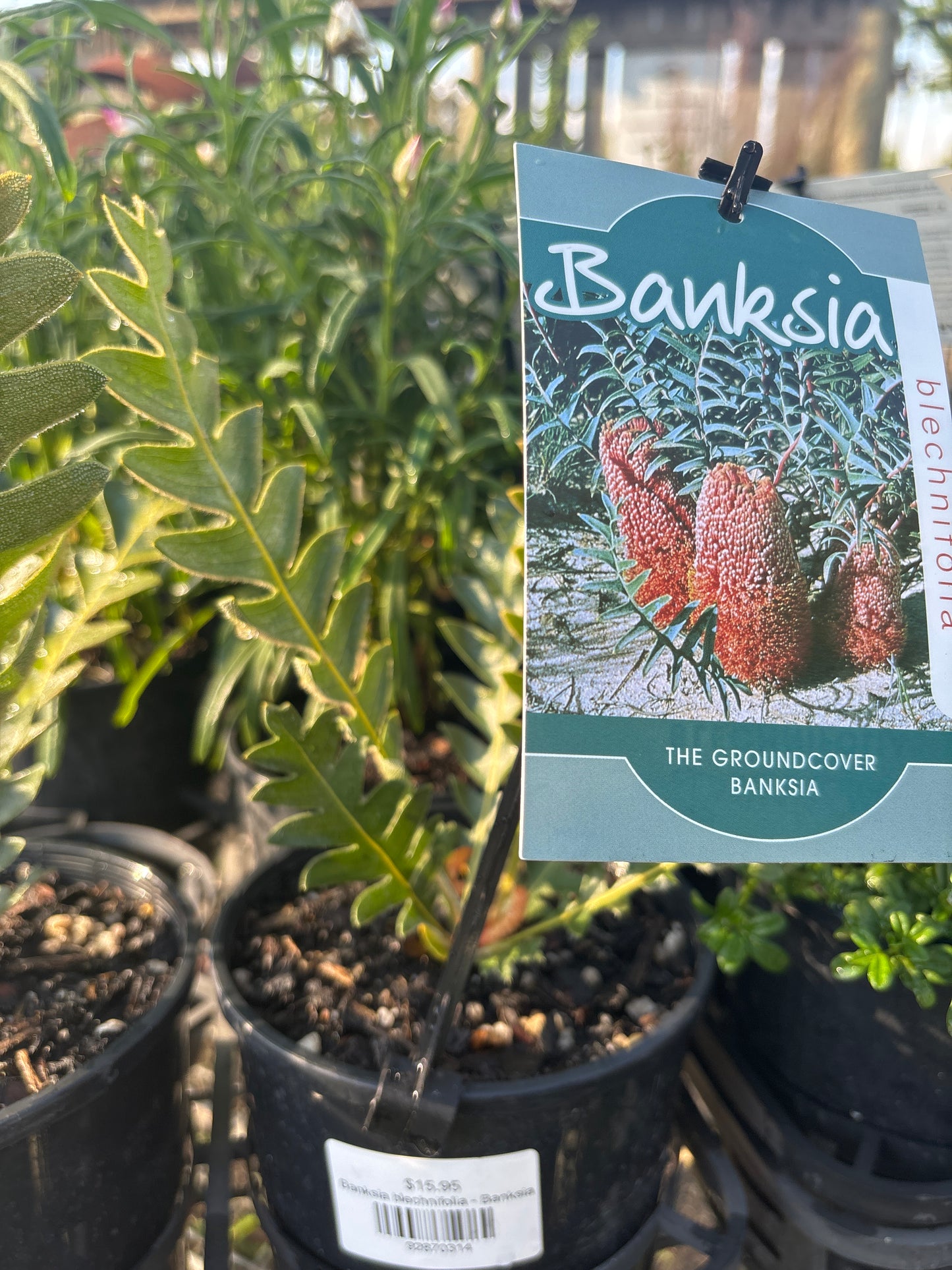 Banksia blechnifolia - Banksia