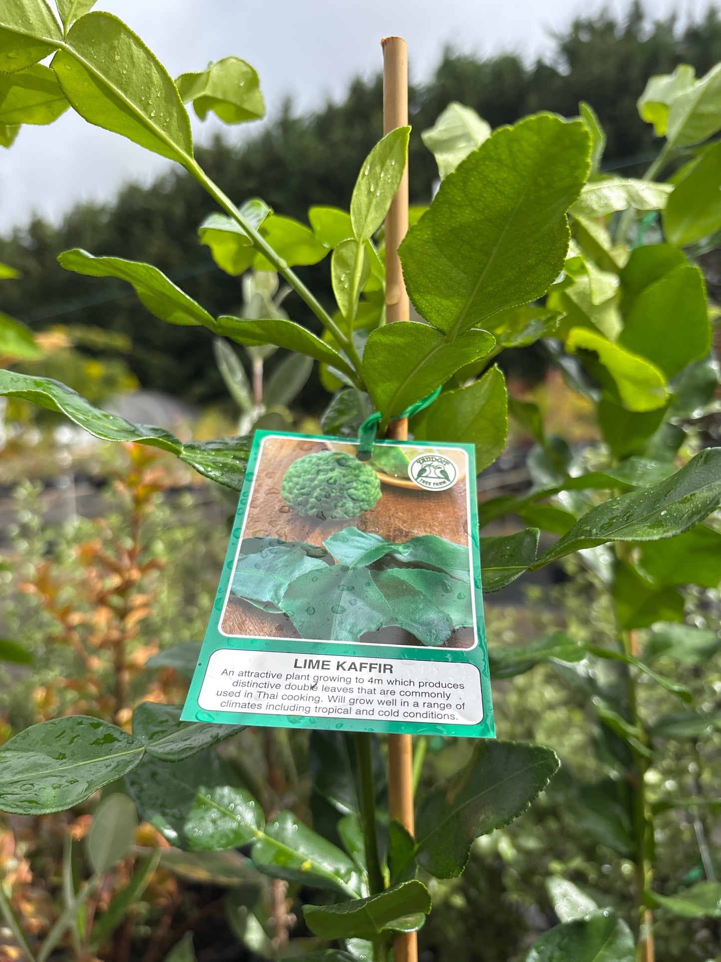 Citrus hystrix - Kaffir Lime