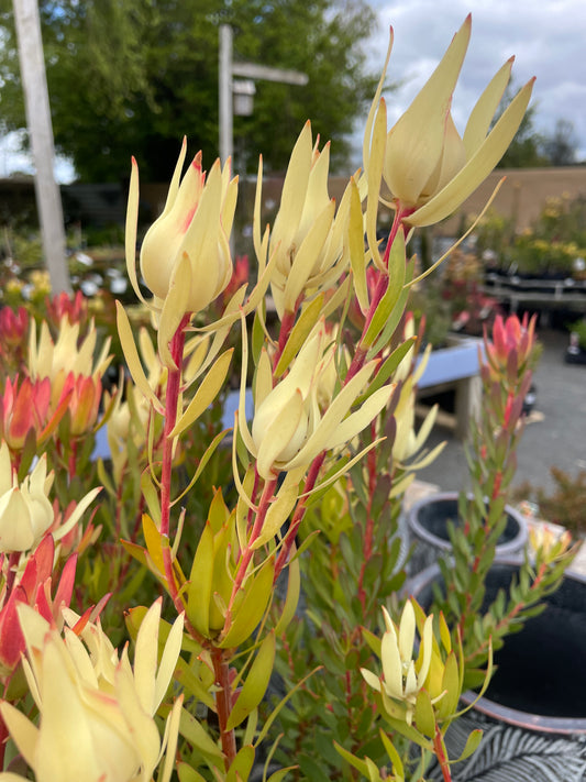 Leucadendron 'Cream Delight'