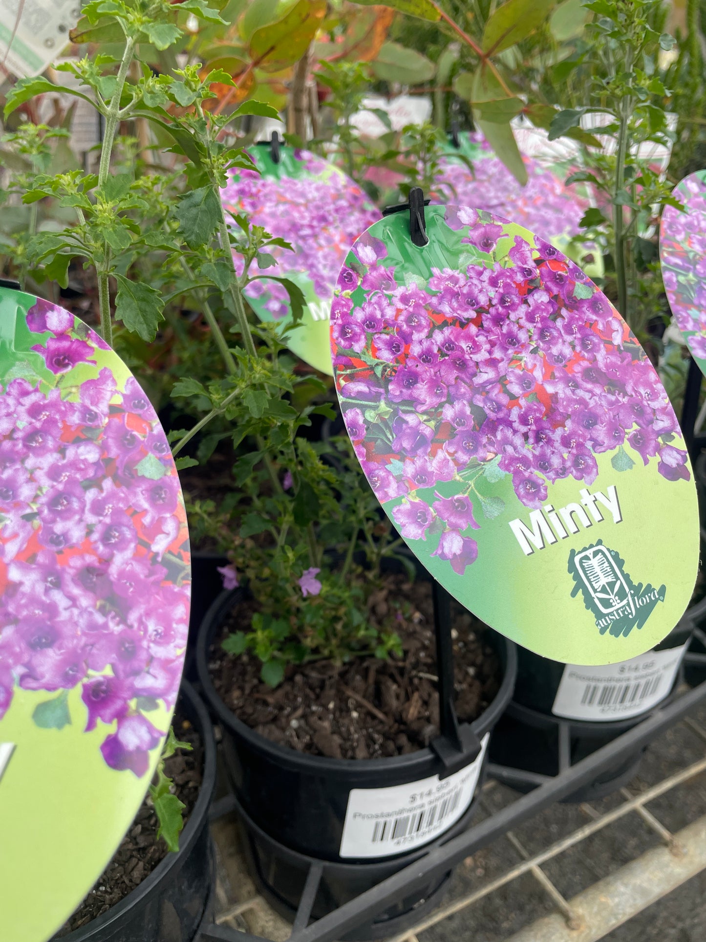 Prostanthera sieberi 'Minty'