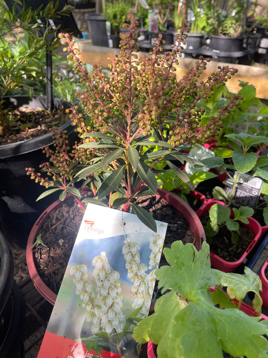 Pieris japonica 'Debutante'