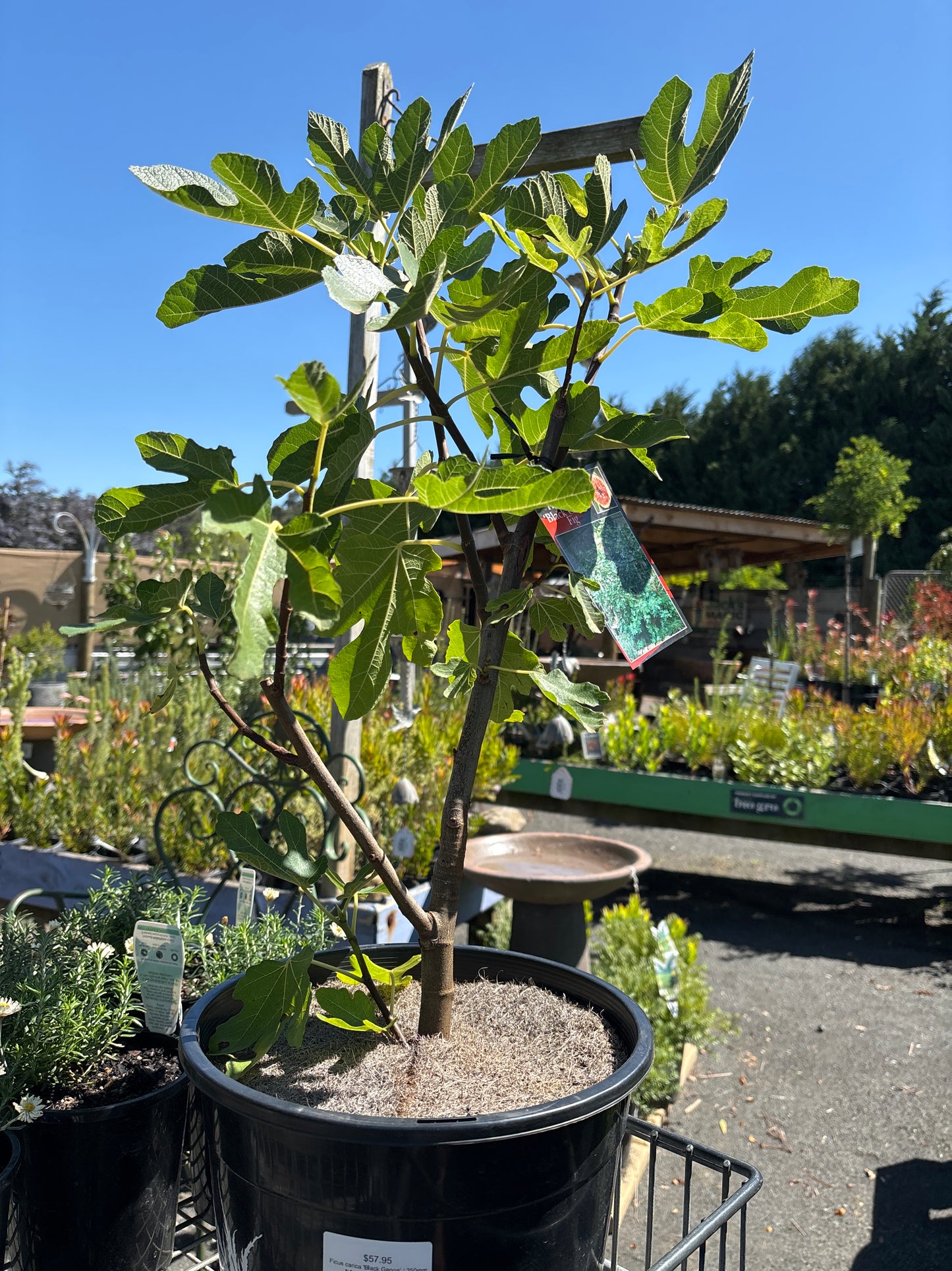Ficus carica 'Black Genoa'