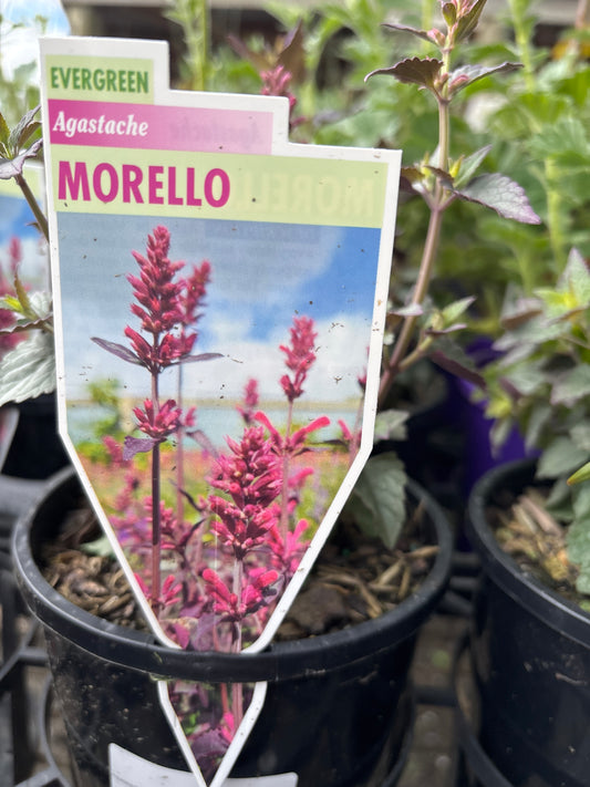 Agastache 'Morelle' - Hummingbird Mint - Giant Hyssop